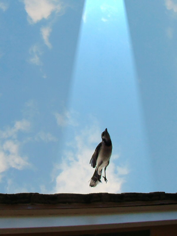 Go Into the Light*