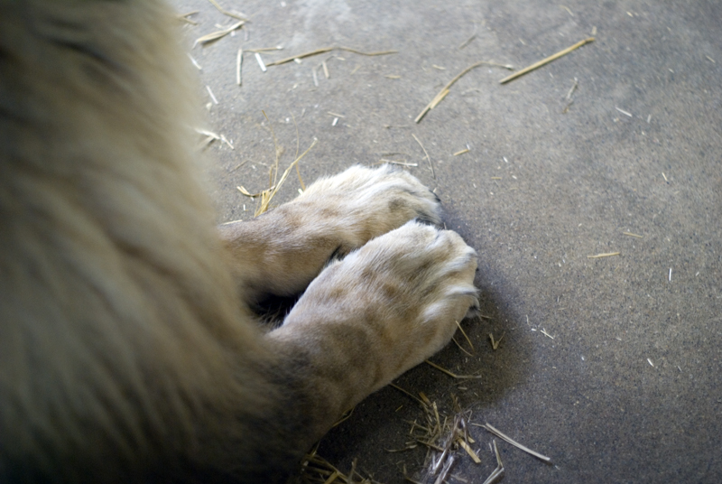 Gentle Paws*<br>by Casey Clausen