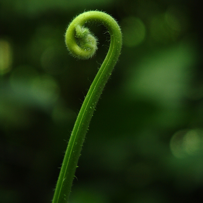 <b>Rain forest embryo</b><br>by Yehuda