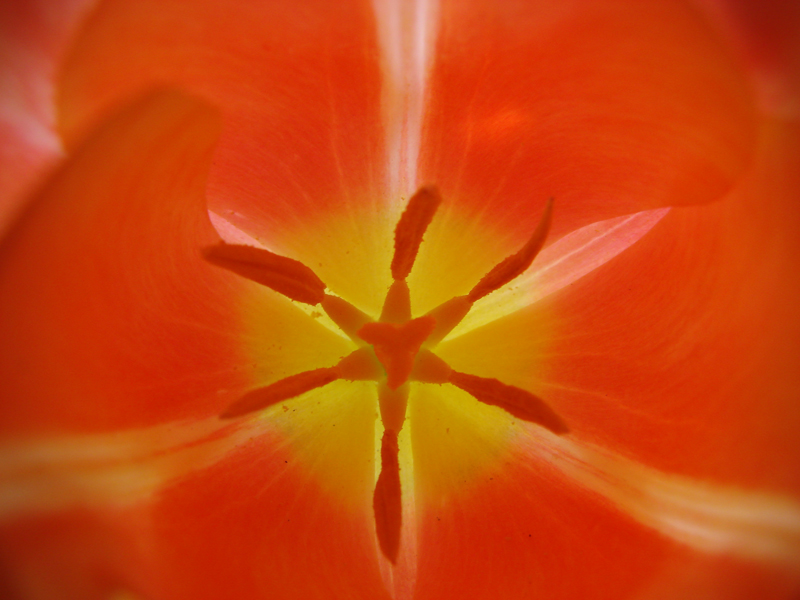 Inside a tulip - original