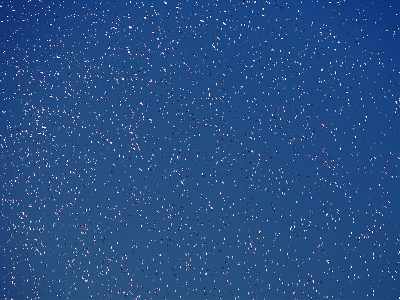 Fireflies <br>  by Karen Engel