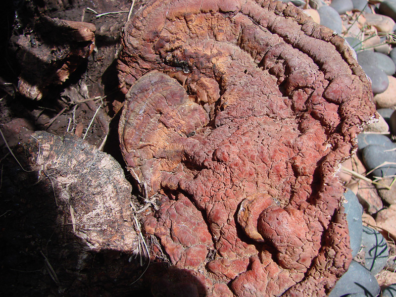 Theres Fungus Among Us<br>Ed Lindquist