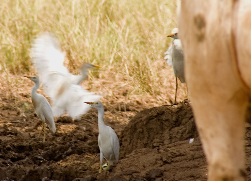 Cattle Egrets And The Backend Of A -- What?