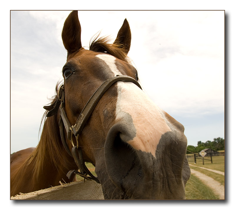 wide-angle horse