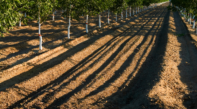 Endless Horizons for Old Root Stock<br>by Dale Hardin