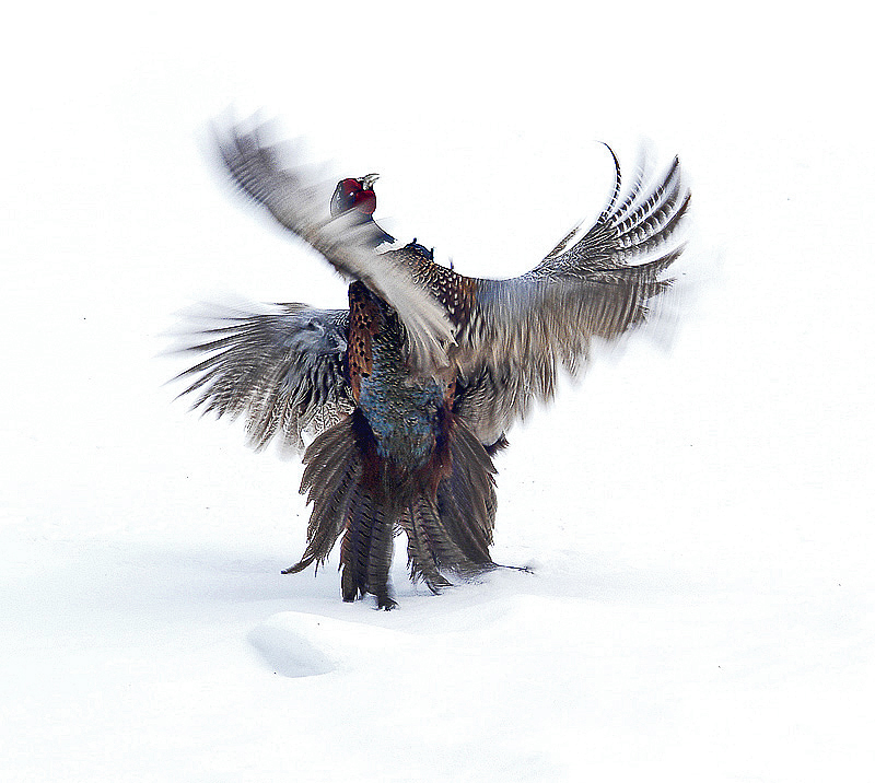 7th Place<br>Feathers<br>by Lumpy
