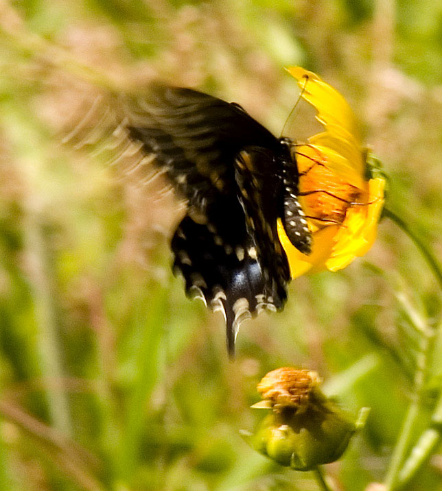 Butterfly - Windy Day