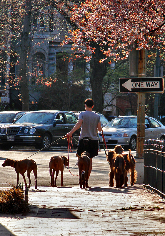 Out for a Stroll