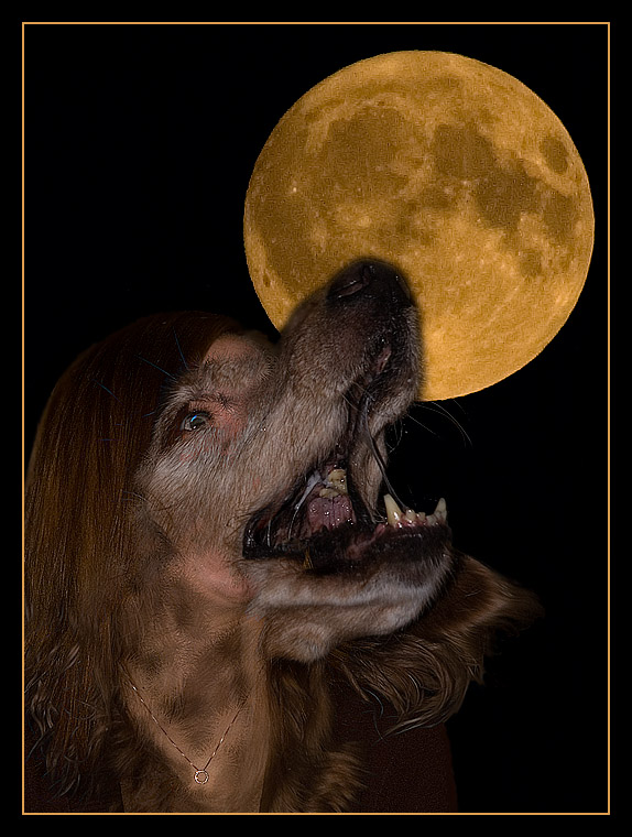 Werewoof