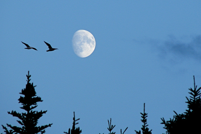 Moon from Roncalli 005.jpg