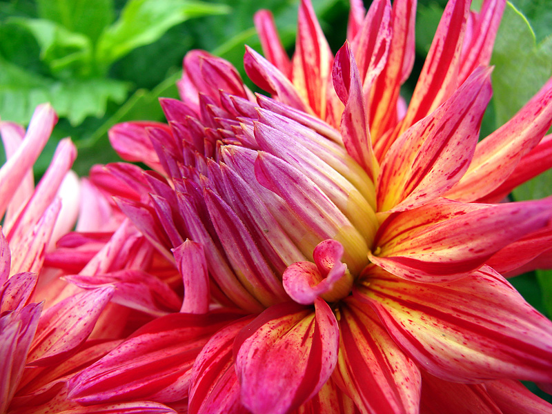 I see em bloom.....