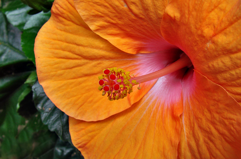 7th: Brilliant Bloom