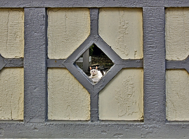 Cats Eye<br>by anon