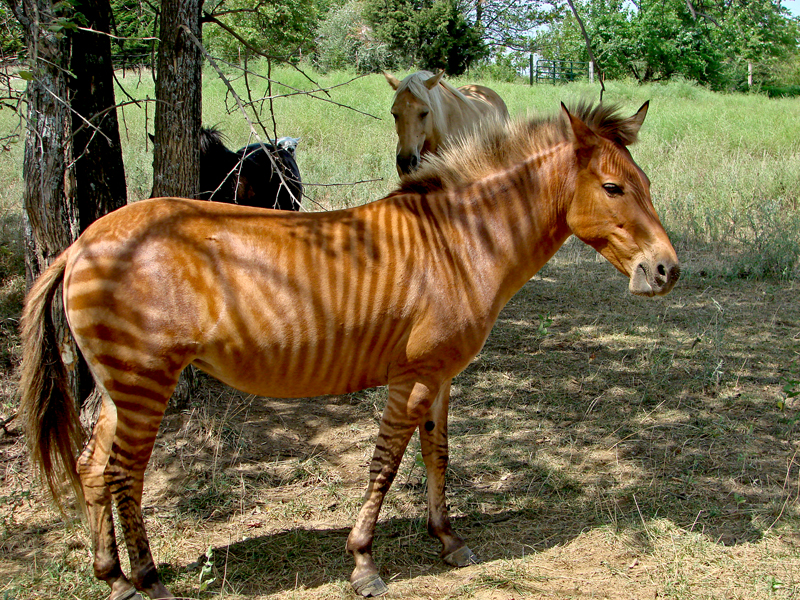 What a wonderful hybrid