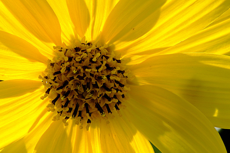 Black-Eyed Susan