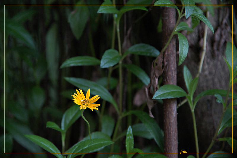 6th: yellow bloom<br>by jrdu
