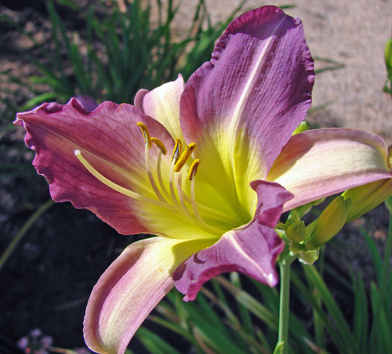 A Lily in the Morning <br>by Ed Lindquist