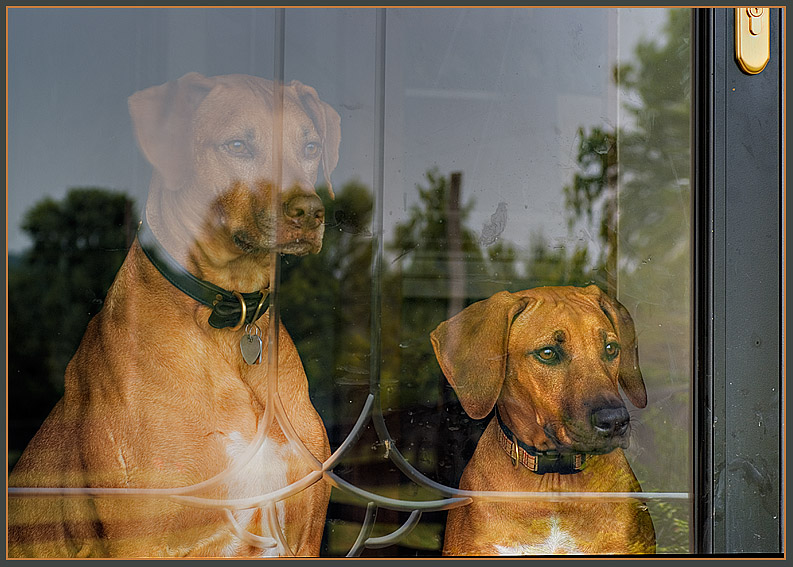 looking out at the world