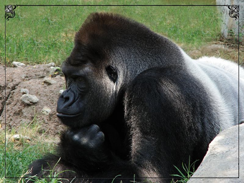 1st: The Thinker<br>by Sky