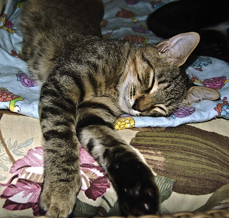 Tigger Is Sleeping