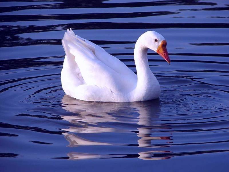 Waterfowl<br>Please do not vote