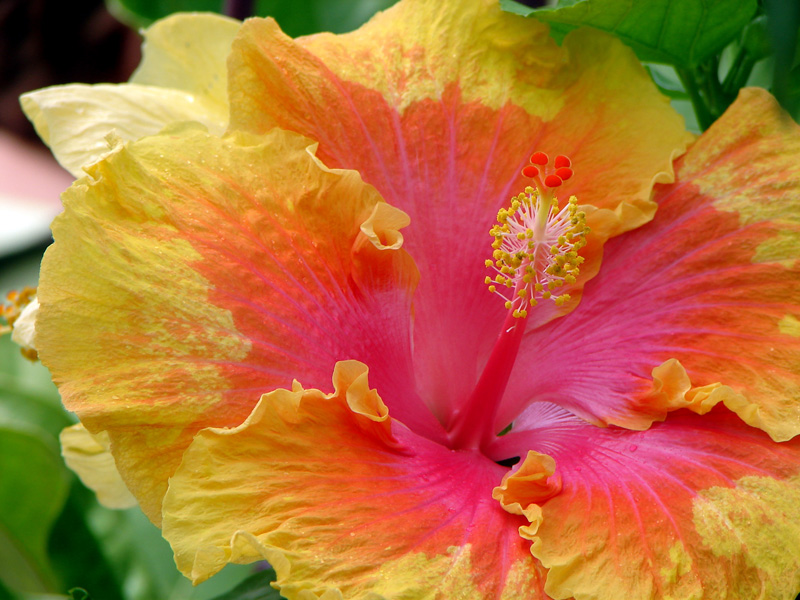 August in Full Bloom
