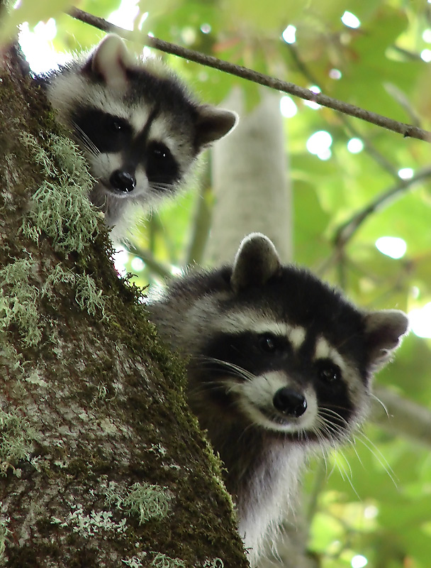 Little Bandits