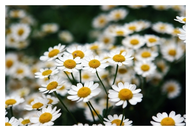Daisy Bunch * <br> by Derya Uzturk