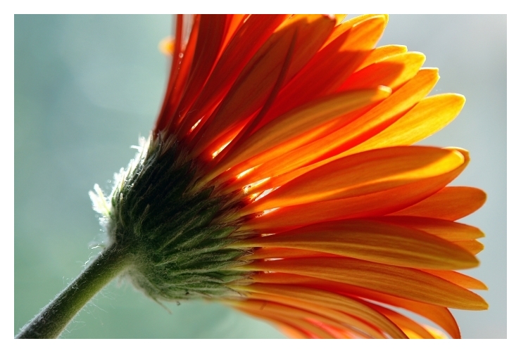Orange * <br> by Derya Uzturk