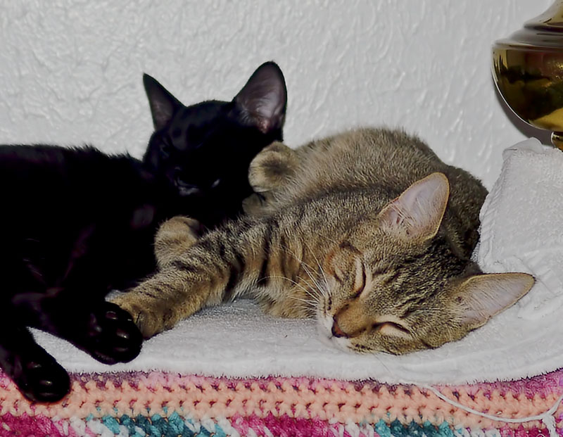 Cat Nap