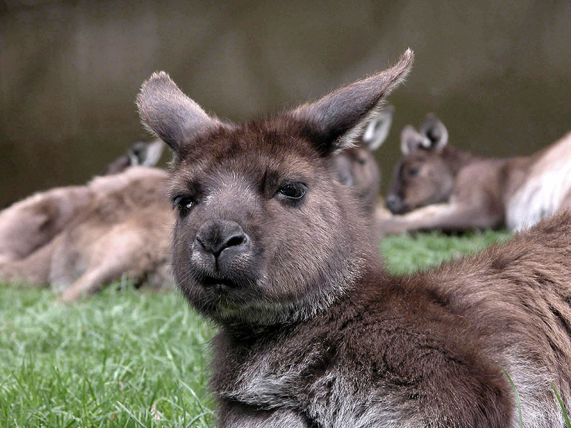Red-necked Wallaby