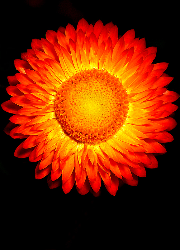 Flower on Fire*<br>by David Booth