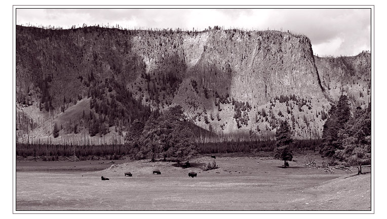 Yellowstone<br>by mlynn