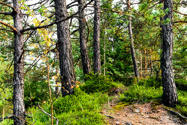 hints of autumn<br>by martin polanic