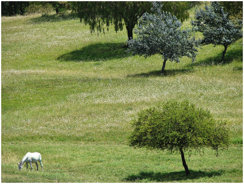 Green Hill<br>by Alopa
