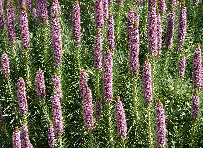 Spring Chorus