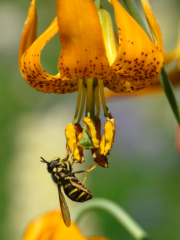 Tiger Lily