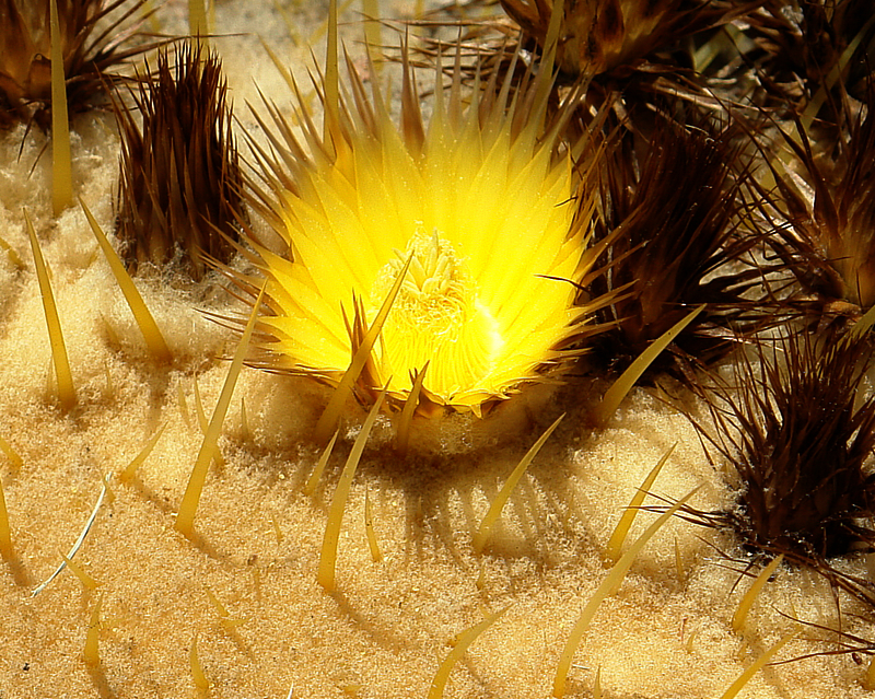 Barrel Catus Flower<br>by Dale Hardin