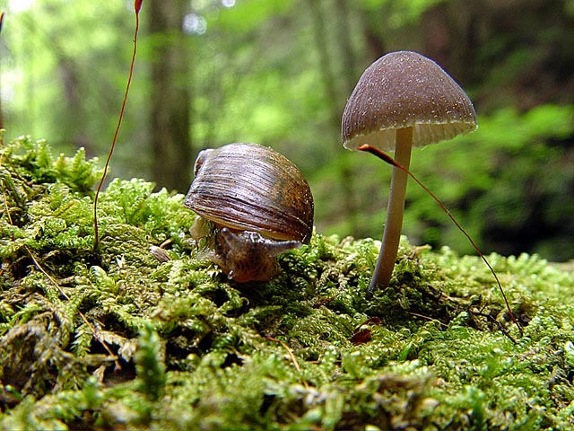 <b>4th Place</b><br>Cruising thru the Woods