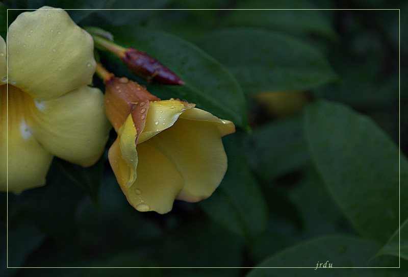 yellow<br>by jrdu