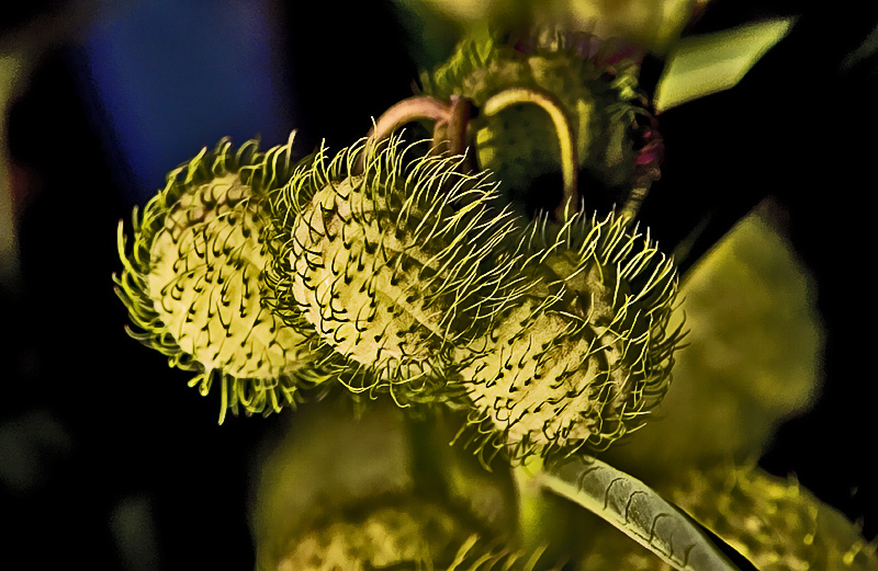 <b>9th Place</b><br>Spiky<br>by M. Topaze