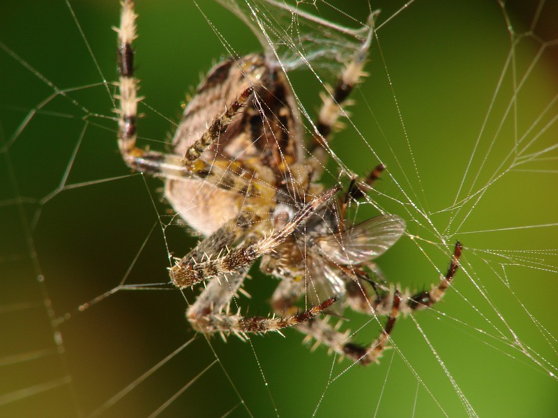 Spider wrapping a bug by geetwee