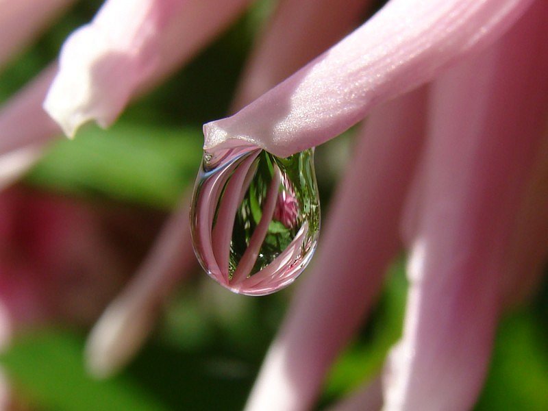 <b>3rd Place (tie)</b><br>Dahlia drop by geetwee