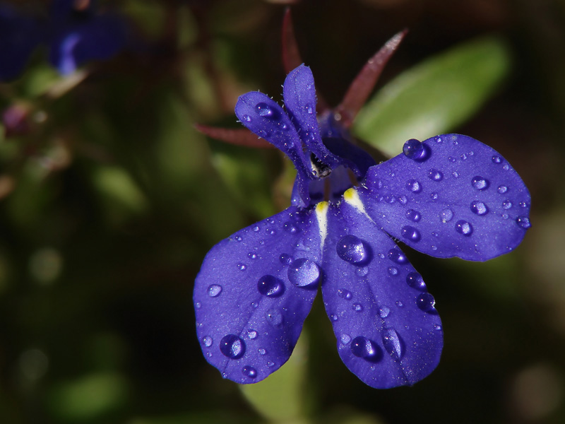 <b>5th Place</b><br>Am I Blue?<br>by lac111