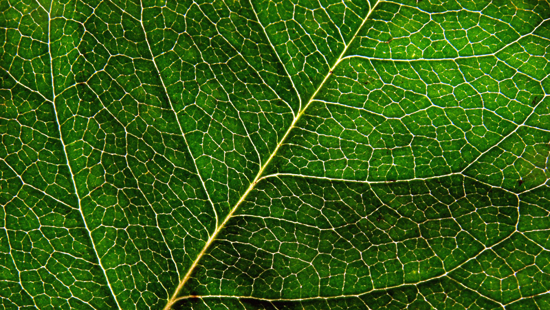 Leaf Study<BR>by photocat37