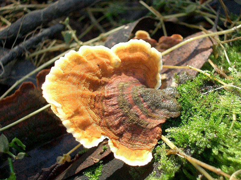 Stereum ostrea<br>by Ruth Jackson