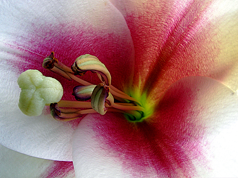 A Lillys Inner Beauty