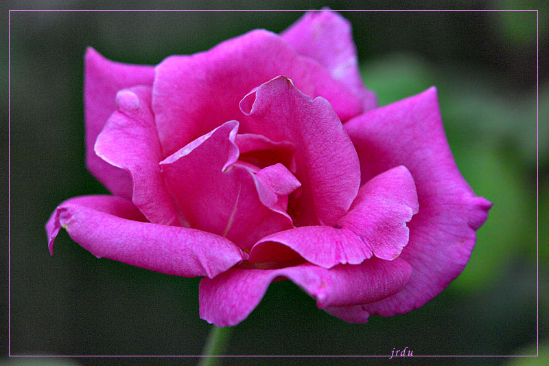 Pink<br>by jrdu