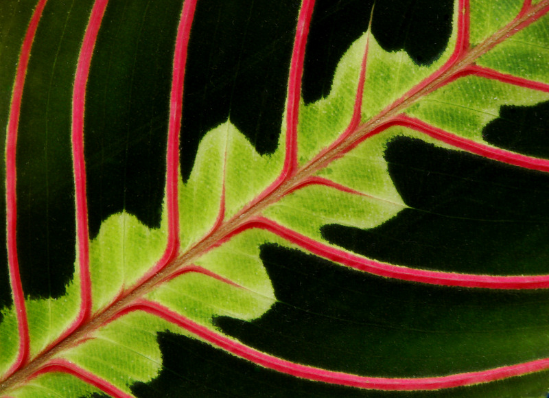 <b>7th Place (tie)</b><br>Leaf