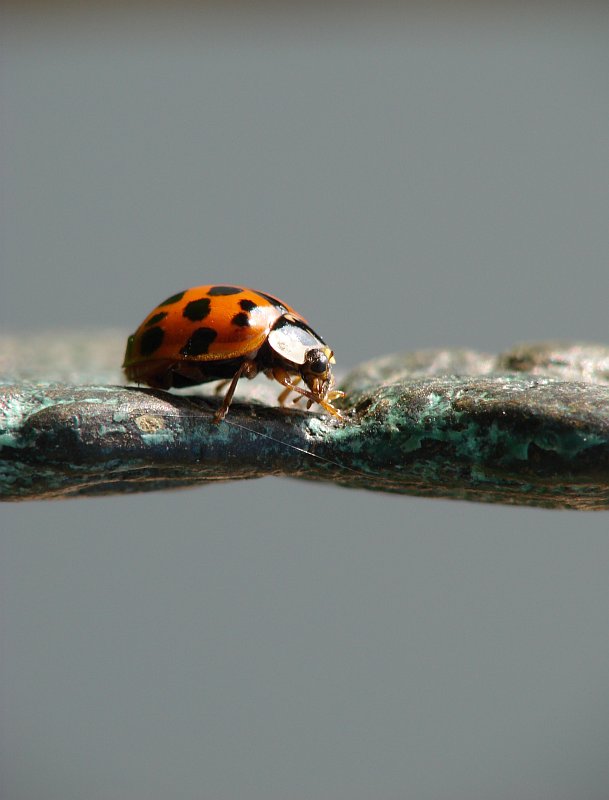 Ladybug<br>by geetwee